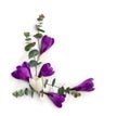 Violet and white crocuses with green eucalyptus leaves and branches on a white background with space for text. Spring flowers. Royalty Free Stock Photo