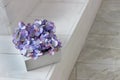 Violet and white crocuses. Violets of tender purple color