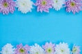 Violet and white dahlia flowers as frame on a blue background Royalty Free Stock Photo