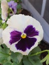 Violet and white flower