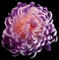 Violet-white flower chrysanthemum. Motley garden flower. black isolated background with clipping path no shadows. Closeup. Royalty Free Stock Photo