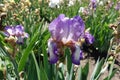 Violet and white flower of German iris Royalty Free Stock Photo