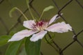 Violet white flower with pistils captured on the fence Royalty Free Stock Photo