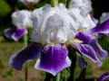 violet and white iris close-up with large delicate and soft petals