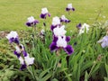 Violet and white iris flowers with green leaves and grass, in the garden w Royalty Free Stock Photo