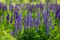 Violet-white lupines. Royalty Free Stock Photo