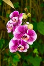 Violet and white orchid, Phalaenopsis, blooming