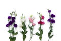 Violet, white, pink flowers Eustoma  Texas bluebells, bluebell, lisianthus, prairie gentian  on a white background. Top view, Royalty Free Stock Photo