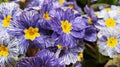 violet white primule flowers Royalty Free Stock Photo