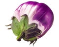 Violet white ribbed aubergine or e ggplant Solanum melongena fruit isolated