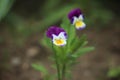 Violet white spring flowers viola cornuta close up, flower bed with horned violet pansies high angle view, floral spring Royalty Free Stock Photo