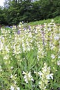 Violet white steppe sage, Salvia nemorosa, flower sage, sage, Royalty Free Stock Photo