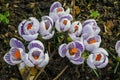 A bunch of bright  striped violet crocuses in the garden Royalty Free Stock Photo