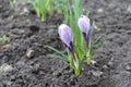 Violet and white striped flowers of Crocus vernus Royalty Free Stock Photo