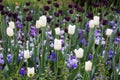 Violet with white tulip field at garden Royalty Free Stock Photo