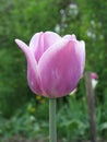 Violet and White Tulip (Tulipa - Gavota - Triumph Royalty Free Stock Photo