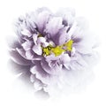 Violet-white watercolor peony flower with yellow stamens on an isolated white background with clipping path. Closeup. For design. Royalty Free Stock Photo