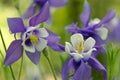 Violet white western columbine flower in green garden background