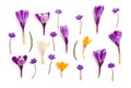 Violet, white, yellow crocuses Crocus vernus and violet flowers hepatica liverleaf or liverwort on a white background.