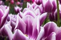 Violet and whitish tulip flowers