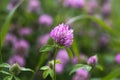 Violet wild clover in the meadow, floral background. Trifolium pratense. Shamrock field, green grass, pink flowers backdrop