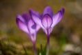 Violet wild crocus in spring Royalty Free Stock Photo
