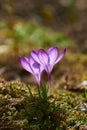 Violet wild crocus in spring Royalty Free Stock Photo