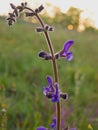 Violet wild flower