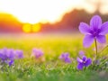 Violet wild flower at sunrise, spring season, wild nature, beauty in nature Royalty Free Stock Photo