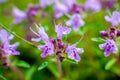 Violet wild flowers growing near river. Nature wildlife in macro close-up view Royalty Free Stock Photo