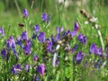 Violet Wild flowers - Vibrant color