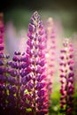 Violet wild-growing flowers of a lupine