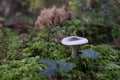 Violet wild mushrooms in the forest. Autumn woodland detail Royalty Free Stock Photo