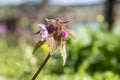 Violet wild spring beautiful flower macro nature blossom blurred river on background Royalty Free Stock Photo