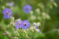 Violet wildflower macro