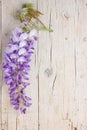 Violet wisteria flowers