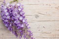 Violet wisteria flowers