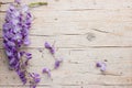 Violet wisteria flowers