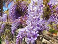 Violet wisteria sinensis flowers growing on an fence Royalty Free Stock Photo