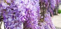 Violet wisteria sinensis flowers growing on an fence Royalty Free Stock Photo