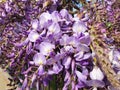 Bush of violet Wisteria sinensis flowers. Royalty Free Stock Photo