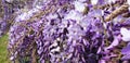 Panorama of violet Wisteria sinensis flowers Royalty Free Stock Photo