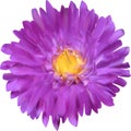 Violet and yellow aster flower isolated on white Royalty Free Stock Photo