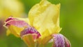 Violet and yellow blooming iris flower. Yellow and purple bearded iris. Slow motion. Royalty Free Stock Photo