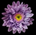 Violet-yellow chrysanthemum flower isolated on black background with clipping path. Closeup no shadows. For design. Royalty Free Stock Photo