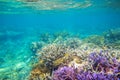 Violet and yellow coral reef formation on sea bottom. Warm blue sea view with clean water and sunlight. Royalty Free Stock Photo