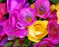 Violet and yellow freesia flowers top view, natural background Royalty Free Stock Photo