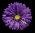 Violet-yellow gerbera flower, black isolated background with clipping path. Closeup. no shadows. For design. Royalty Free Stock Photo