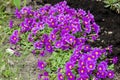 Violet with yellow middle Primrose in garden