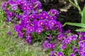 Violet with yellow middle Primrose in garden